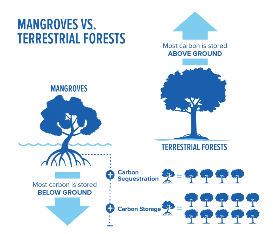 mangroves carbon sink, carbon sequestration