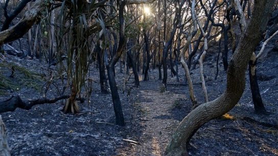 Scientists Urge Reassessment of Threatened Species After Australian Bushfires