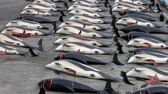 481 and Counting: Norway’s Whaling Catch Hits Four-Year High