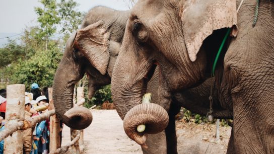 Can We Coexist With Elephants?