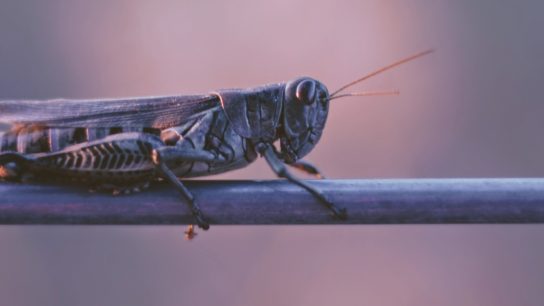 Is Climate Change Causing Locust Swarm Resurgence?