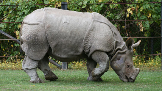 World Rhino Day: Two New Javan Rhino Calves Spotted, Bringing Population to 74