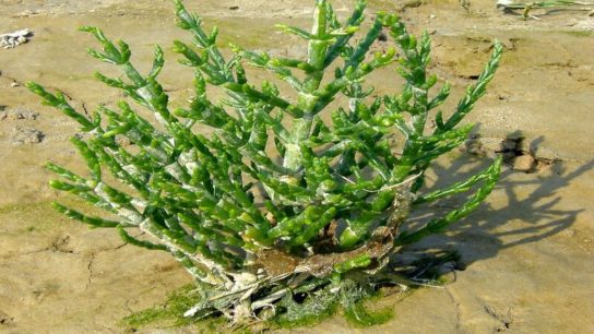 Hidden Gems: What are Halophyte Plants?