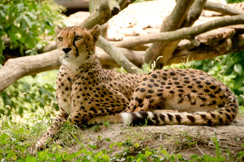 south africa cheetahs