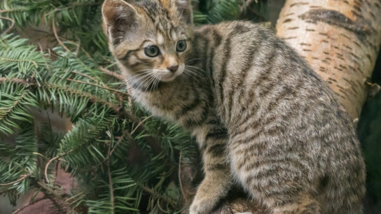 Endangered Wildcat Kittens Born At UK Wildlife Park
