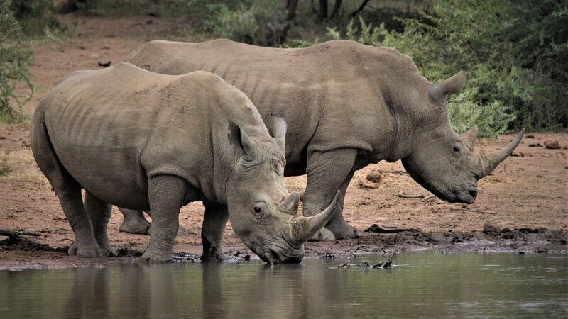facts about rhinos