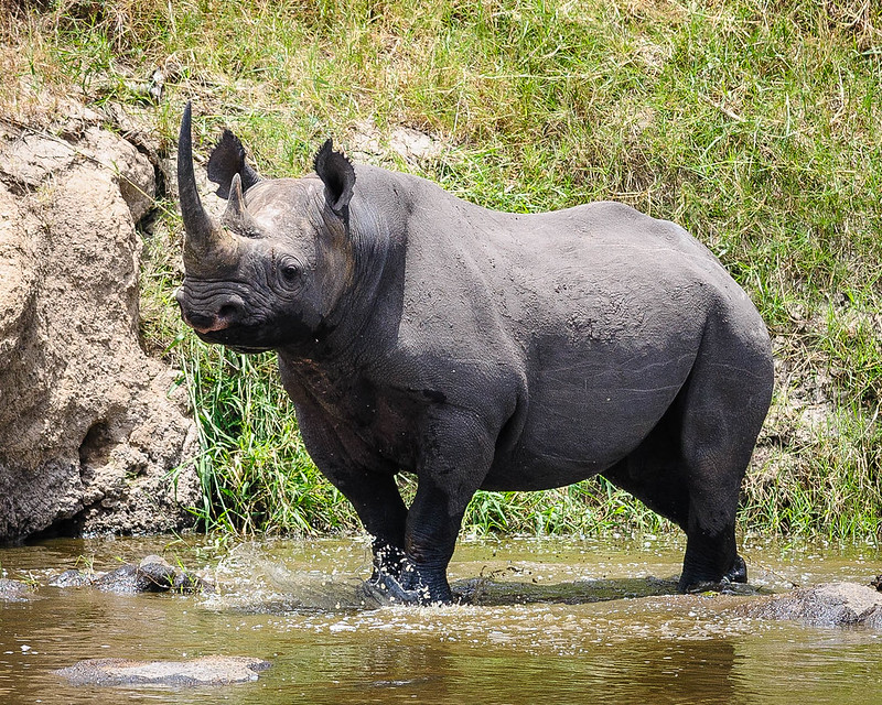 zimbabwe black rhino calf