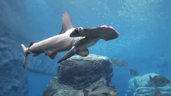 Half a Million Sharks Could Be Killed For a COVID-19 Vaccine