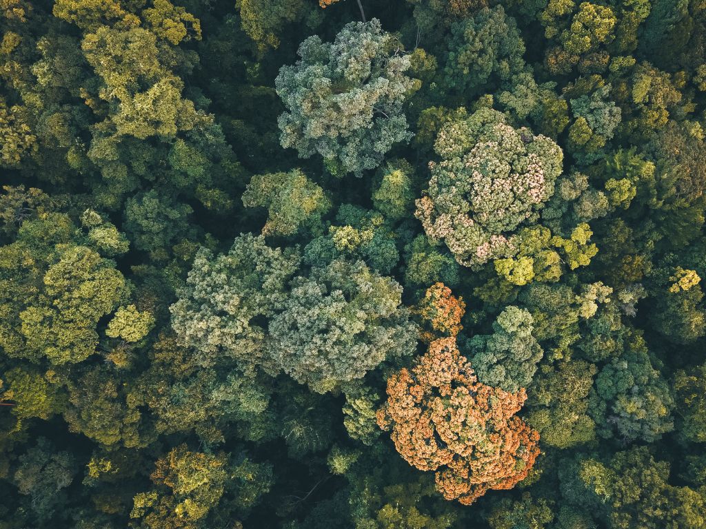 Explainer: What Are Ecosystem Services? | Earth.Org