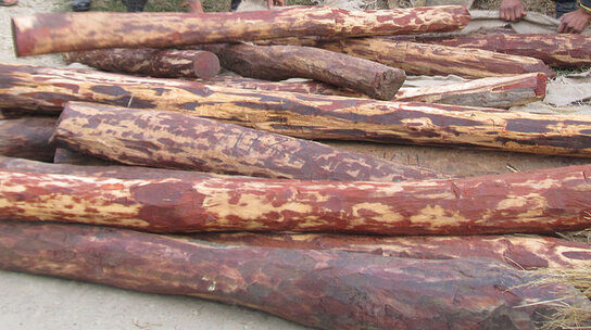 Hong Kong Seizes 10 Tons of Protected Red Sandalwood