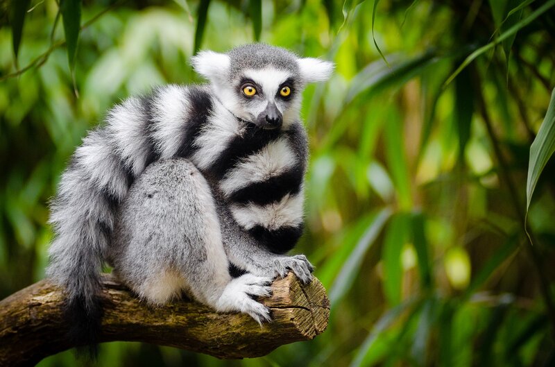 world lemur day