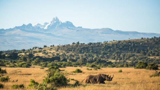 Borana Conservancy: Balancing Wildlife Conservation With Community Partnerships in Kenya