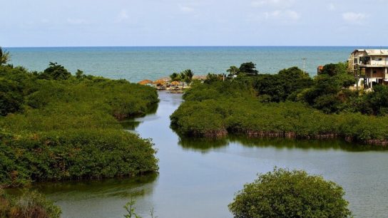 Brazilian Court Blocks Government’s Decision to Revoke Mangrove Protections