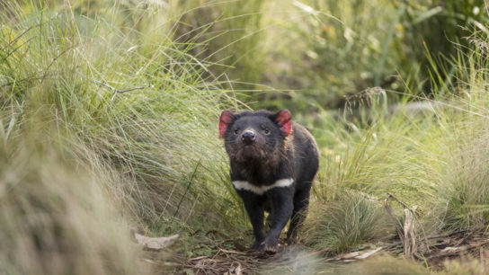 Tasmanian Devils Return to Australia Mainland for the First Time in 3 000 Years