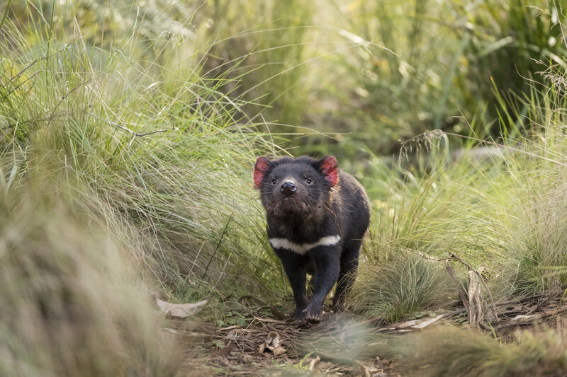 Tasmanian Devils Return to Australia Mainland for the First Time in 3 000 Years