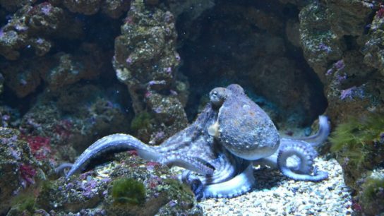 World Octopus Day: Facts to ‘Tentackle’ Your Fancy