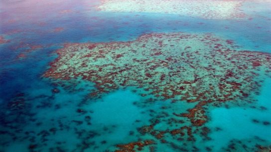 The Great Barrier Reef Has Lost Half of its Corals Since 1995