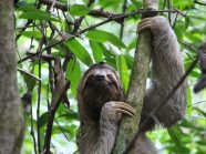 Baby Maned Three Toed Sloth Baby Maned Three Toed Sloth