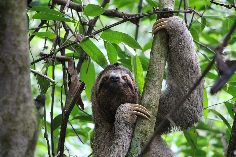 International Sloth Day- 13 Facts