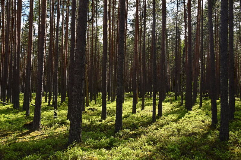 Deforestation in Russia: Depleting the Lungs of the World