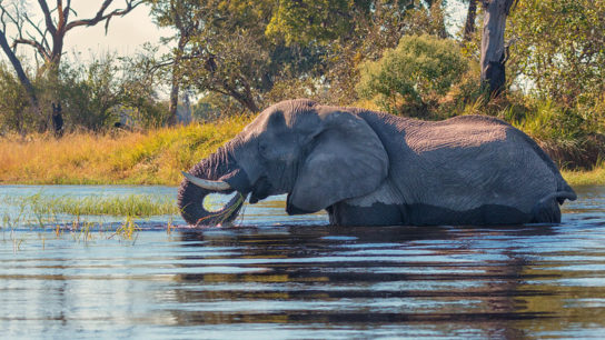 A Planned Oil Drilling Project Threatens the Okavango Delta Ecosystem