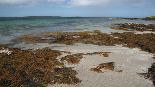 Entangled: How a Global Seaweed ‘Plague’ Threatens West Africa’s Coastline