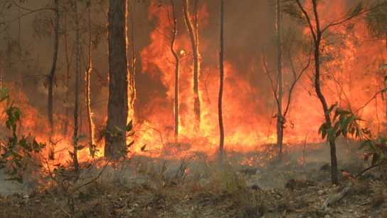 Australia Releases Report on 2020 Bushfires, Admitting That Climate Change Was the Driving Factor