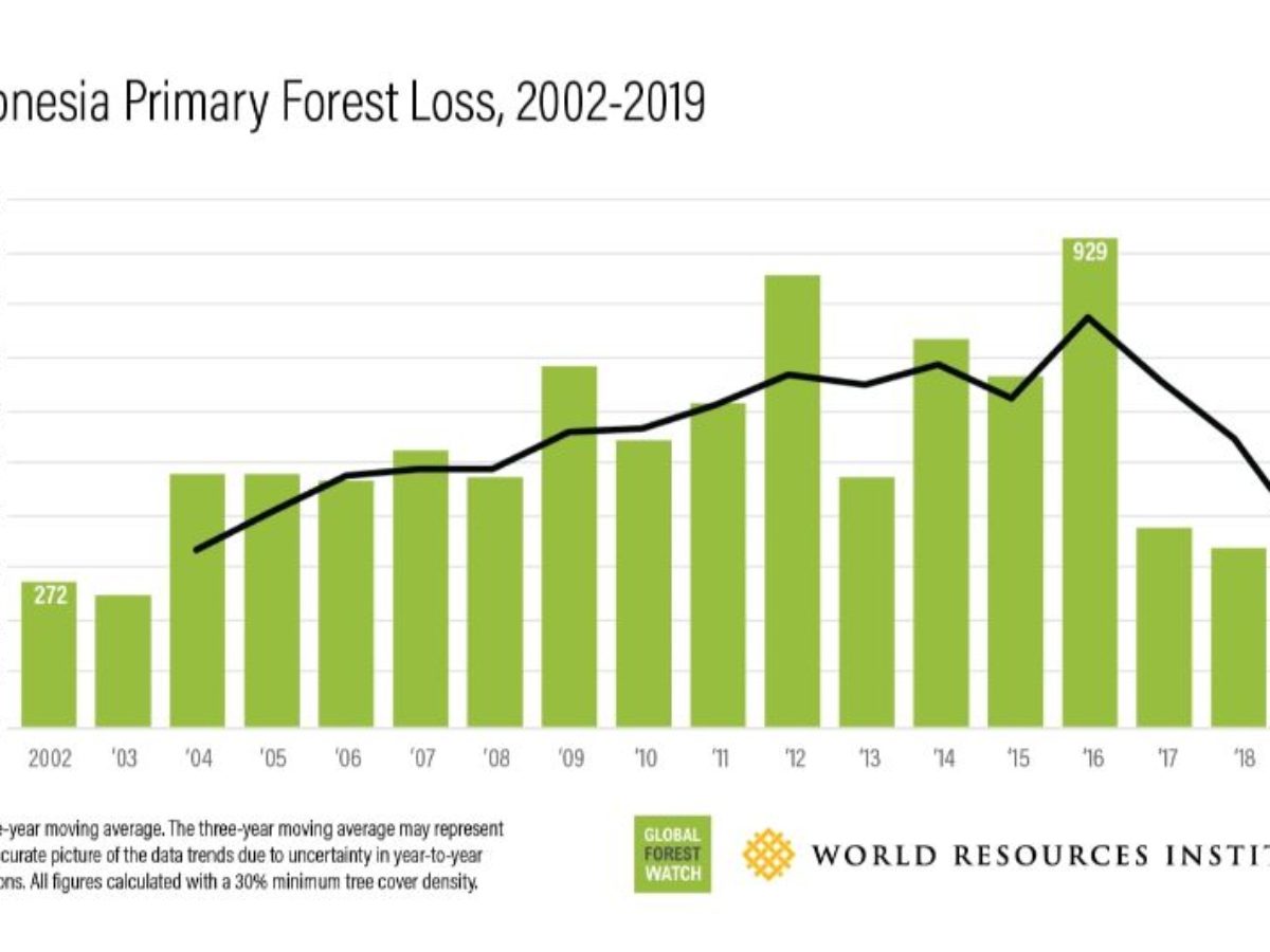 10 Football Pitches Of Pristine Rainforest Lost Per Minute In 2021 - Forbes  India
