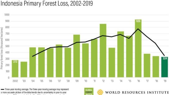 We Lost a Football Pitch of Primary Rainforest Every 6 Seconds in 2019