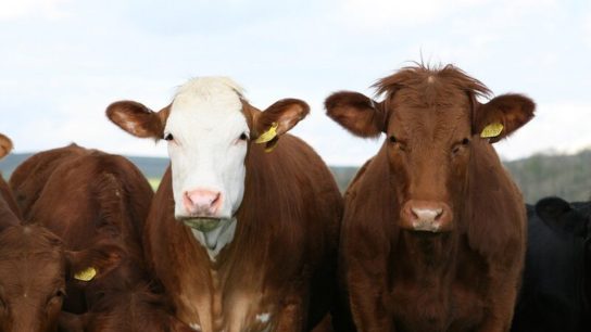 South Africa is Seeing a Brucellosis Outbreak in Cows, With Over 400 Infected