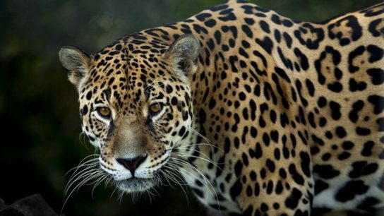 International Jaguar Day: Jaguar Can Cope With Climate Extremes, but Lack of Food Threatens Species