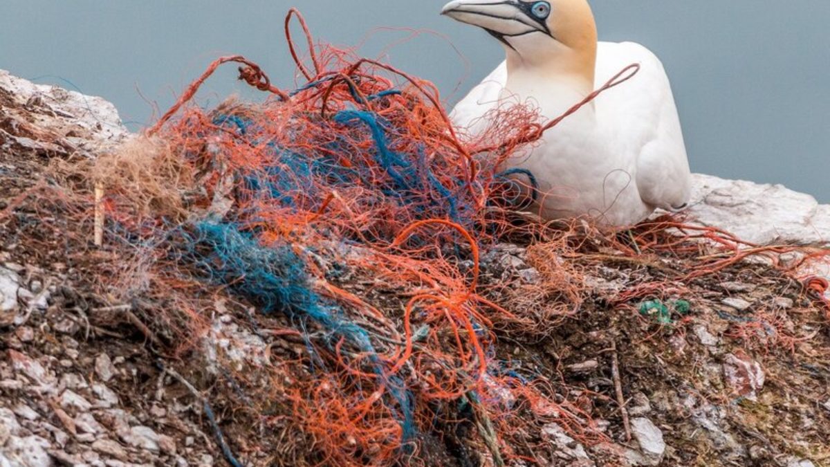 Abandoned fishing net underwater causes environmental damage Stock Photo