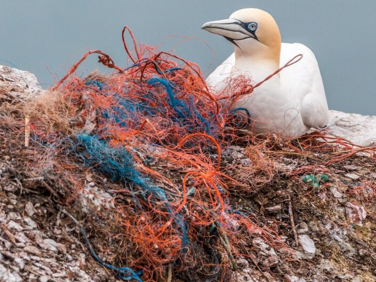 Up to a Million Tons of Ghost Fishing Nets Enter the Oceans Each Year-  Study