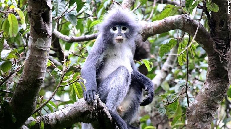 primate myanmar extinction