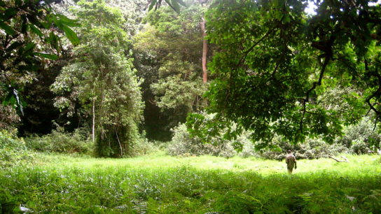 Poor Governance Fuels ‘Horrible Dynamic’ of Deforestation in DRC