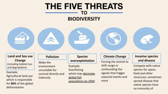 The Statistics of Biodiversity Loss [2020 WWF Report] | Earth.Org