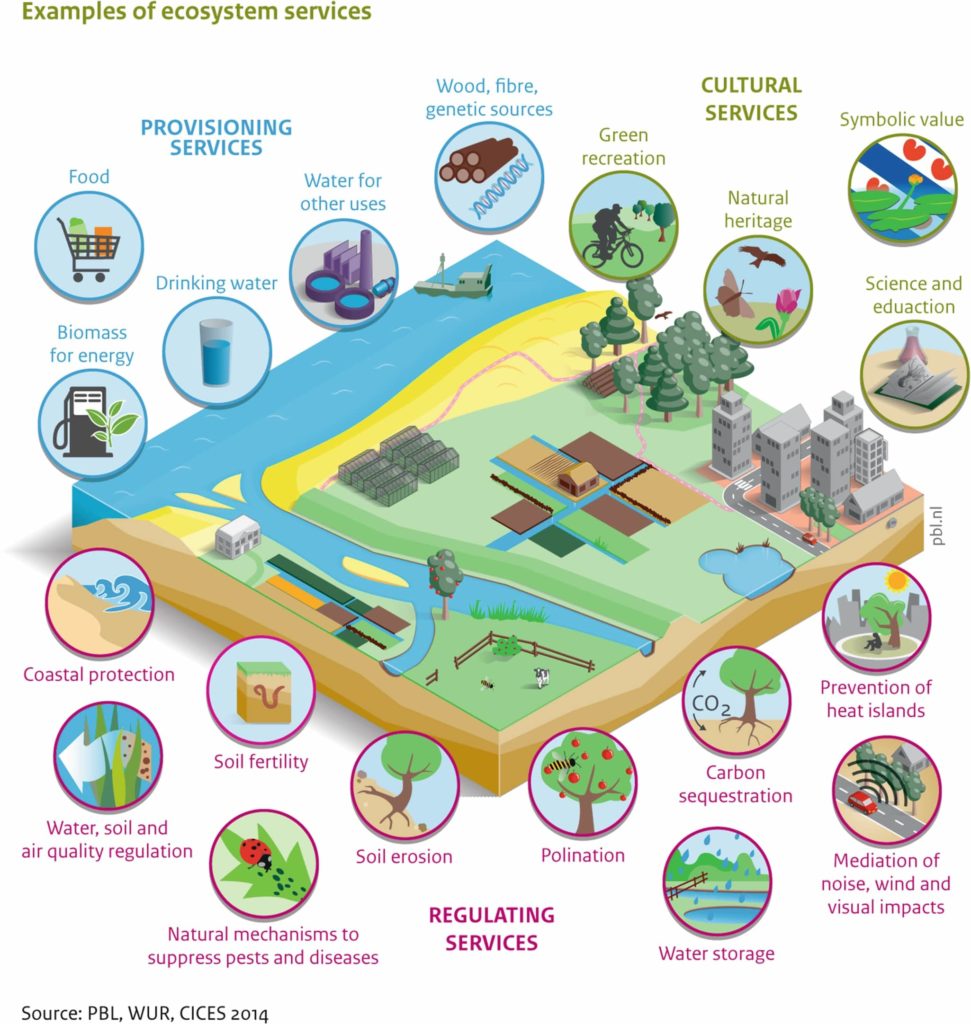 importance of biodiversity ecosystems services