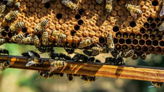 UK Government Launches Plan to Preserve Honey Bee Populations