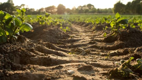 The Future of Global Soils Looks ‘Bleak’- UN