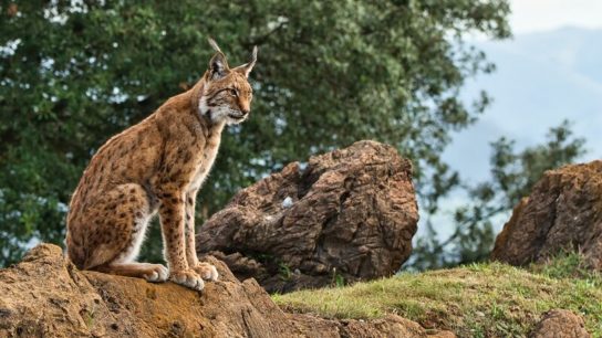 The Iberian Lynx Bounces Back From The Brink Of Extinction