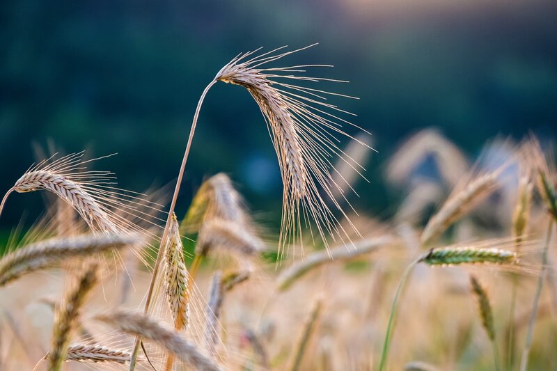 What Are the Main Threats to China’s Food Security?