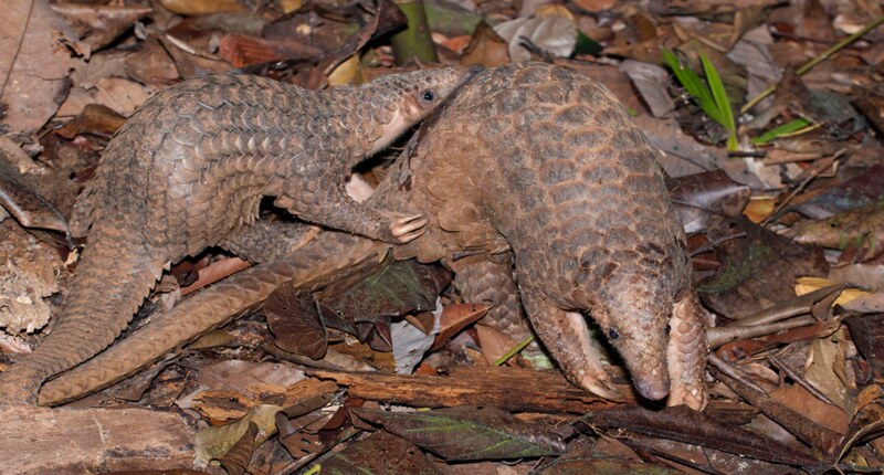Nigeria emerges as Africa’s primary export hub for ivory, pangolin scales