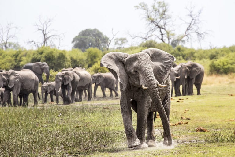 Ivory by any other name: Illegal trade thrives on eBay, study finds