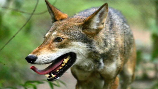 Conservationists are Suing the US Fish and Wildlife Service to Preserve the Red Wolf Population