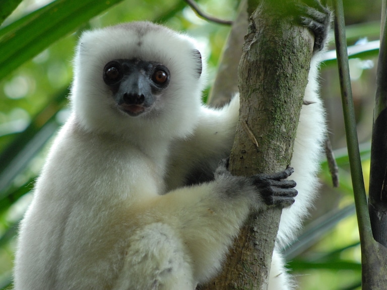 A Madagascar Forest Long Protected by its Remoteness is Now Threatened by it
