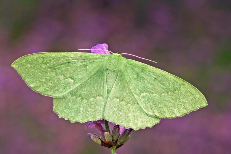 Insect Decline: “Death By A Thousand Cuts”