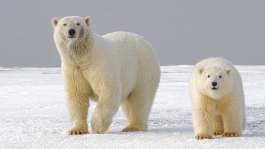 The Effect Of Sea Ice Decline On Polar Bear Habitats