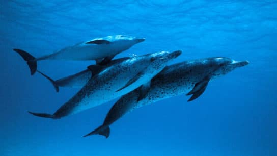 Are Industrial Chemicals Killing Rare Whales and Familiar Dolphins?