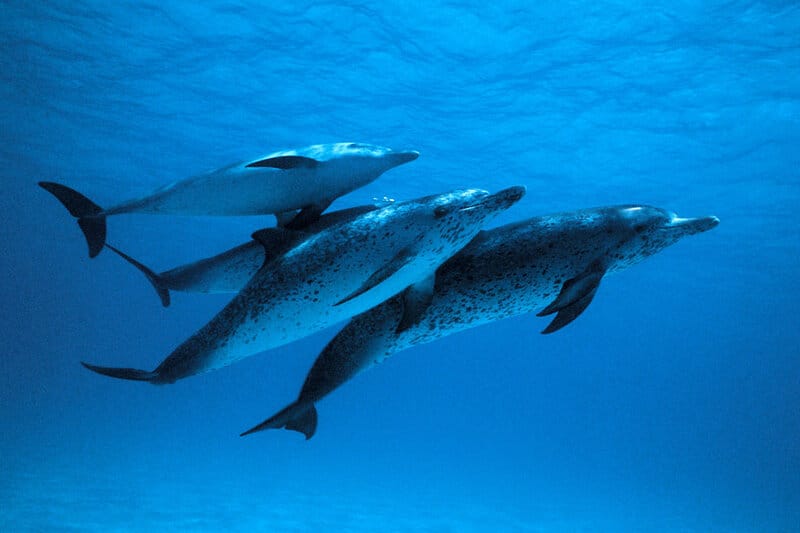 Are Industrial Chemicals Killing Rare Whales and Familiar Dolphins?