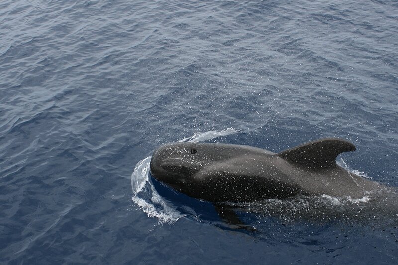 Naval Sonar in Scotland Called Into Question After Whales Found Stranded